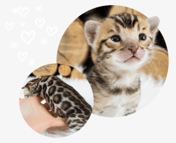 Brown Cats For Sale Wild Sweet Bengals - Kitten, HD Png Download, Transparent PNG