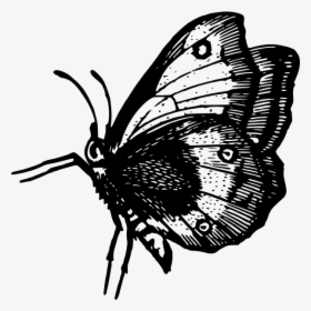 Butterfly In Flight - Butterfly, HD Png Download, Transparent PNG