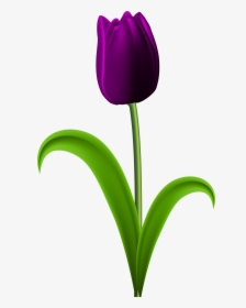 Tulip Transparent Purple - Purple Tulips Flowers Clipart, HD Png Download, Transparent PNG