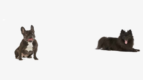 Dogs Png Free Pic - Dogs In Amazon, Transparent Png, Transparent PNG