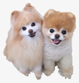 Transparent Cute Dogs Png - Boo Dog, Png Download, Transparent PNG