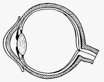 Easy Structure Of Eye, HD Png Download, Transparent PNG