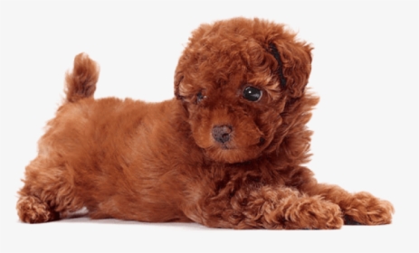Free Png Download Cute Dogs That Dont Shed Png Images - Toy Poodle Dog Breeds, Transparent Png, Transparent PNG