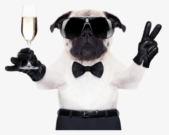 Cool Pug, HD Png Download, Transparent PNG