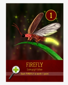 Firefly, HD Png Download, Transparent PNG