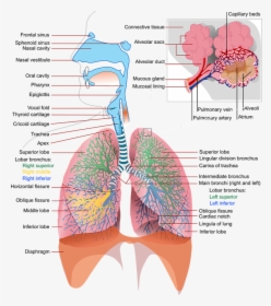 Alkaline Breathing - Respiratory System, HD Png Download, Transparent PNG