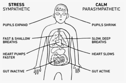 Body-breathing , Png Download - Stress Parasympathetic Nervous System, Transparent Png, Transparent PNG
