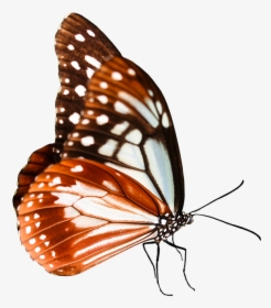 Cartoon Monarch Butterfly 22, Buy Clip Art - Monarch Butterfly, HD Png Download, Transparent PNG