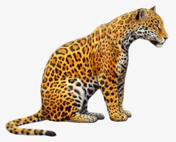 #jaguar #jagger #jaguars #tiger #tigers #cat #zoo #animals - Jaguar Png, Transparent Png, Transparent PNG