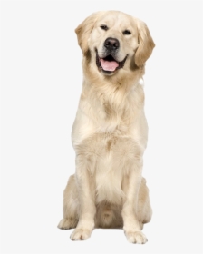 Golden Retriever Dog Png Image - Sitting Golden Retriever With Transparent Background, Png Download, Transparent PNG