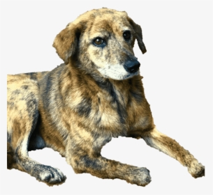 Samson The Taiwan Stray Lost Three Paws To Poachers - Mountain View Cur, HD Png Download, Transparent PNG
