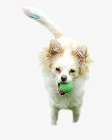 Dog Bath Png, Transparent Png, Transparent PNG