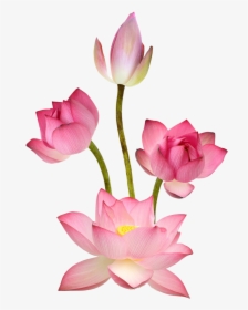 Pink Lotus Png Images - Sacred Lotus, Transparent Png, Transparent PNG