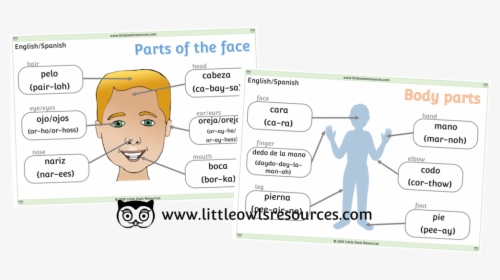 Face And Body Parts Cover - Face Parts In Malay, HD Png Download, Transparent PNG