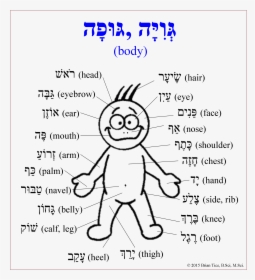 Transparent Body Parts Clipart - Parts Of Human Body In Hebrew, HD Png Download, Transparent PNG