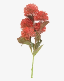 Cockscomb, HD Png Download, Transparent PNG