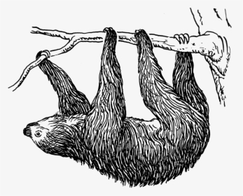 Sloth - Sloth Black And White Clip Art, HD Png Download, Transparent PNG