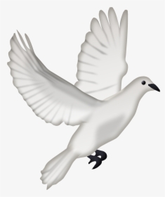 Dcd Ango Dove - Pigeon Png, Transparent Png, Transparent PNG