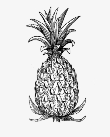Pineapple - Pineapple Line Art Black And White, HD Png Download, Transparent PNG