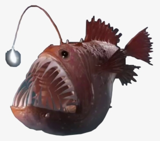 Angler Fish Png - Deep Sea Fish Png, Transparent Png, Transparent PNG