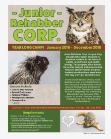 Transparent Wild Animals Png - Great Horned Owl, Png Download, Transparent PNG