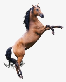 Stallion , Png Download - Horse, Transparent Png, Transparent PNG