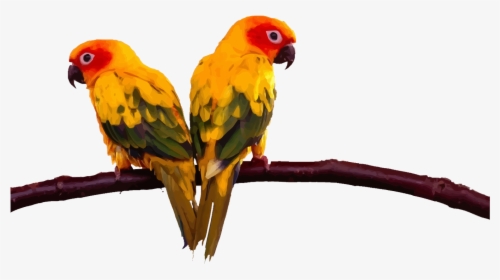Lovebird Budgerigar Cockatoo Conure Two Parrots On - Sun Conure Png Flying, Transparent Png, Transparent PNG