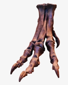 T Rex Foot Skeleton, HD Png Download, Transparent PNG