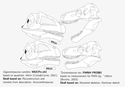Giganotosaurus Vs T Rex Skull, HD Png Download, Transparent PNG