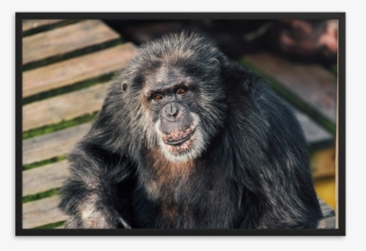 Macaque, HD Png Download, Transparent PNG