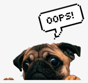 Pug Life ❤️ - Funny Dog Transparent Background, HD Png Download, Transparent PNG