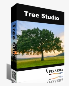 Tree Studio - Twistedbrush Tree Studio, HD Png Download, Transparent PNG