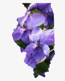 Illinois - Periwinkle, HD Png Download, Transparent PNG