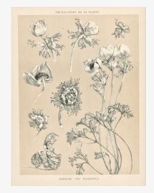 Cornflower Drawing Botanical, HD Png Download, Transparent PNG