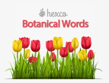 Tulips In Sunlight, HD Png Download, Transparent PNG