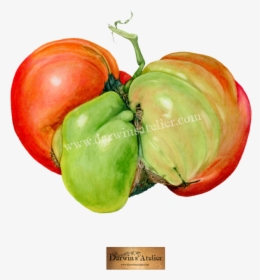 Mugly Tomato No Bg W Logo And Watermark, HD Png Download, Transparent PNG