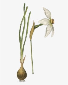 Transparent Narcissus Png - Botanical Illustration, Png Download, Transparent PNG