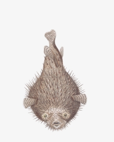 Diodon, HD Png Download, Transparent PNG