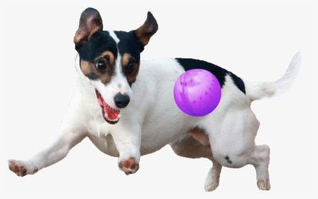 Dog Playing With Ball Png, Transparent Png, Transparent PNG