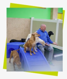 Three Dogs On A Blue Play Structure With A Sitting - Companion Dog, HD Png Download, Transparent PNG