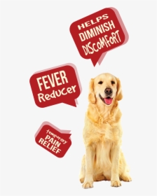 Dog Pain Aid R1 - League Of Their Own Quotes, HD Png Download, Transparent PNG