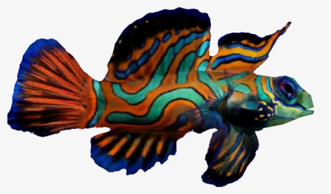 Mandarin Fish - Mandarin Fish Png, Transparent Png, Transparent PNG