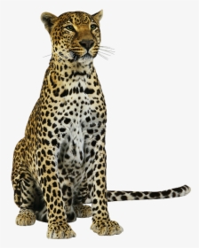 Amur Leopard Transparent Background, HD Png Download, Transparent PNG