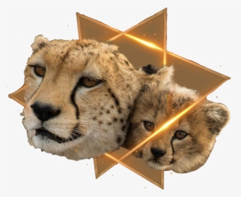 Cheetah, HD Png Download, Transparent PNG