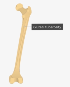 Gluteal Tuberosity - Femur Bone - Gluteal Tuberosity, HD Png Download, Transparent PNG