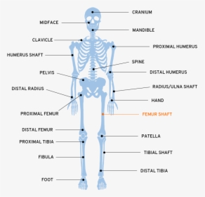Map - Plate Part Of The Body, HD Png Download, Transparent PNG