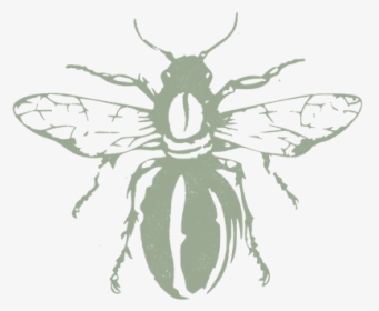 Buzz-beeblock1 - House Fly, HD Png Download, Transparent PNG