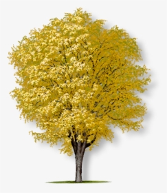 Elm Tree Png, Transparent Png, Transparent PNG