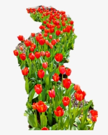 #red#tulips - Sprenger's Tulip, HD Png Download, Transparent PNG