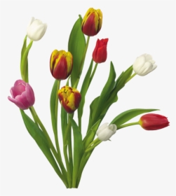 Thumb Image - Flowers, HD Png Download, Transparent PNG